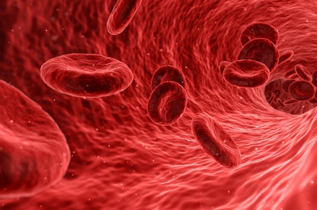 apparato circolatorio